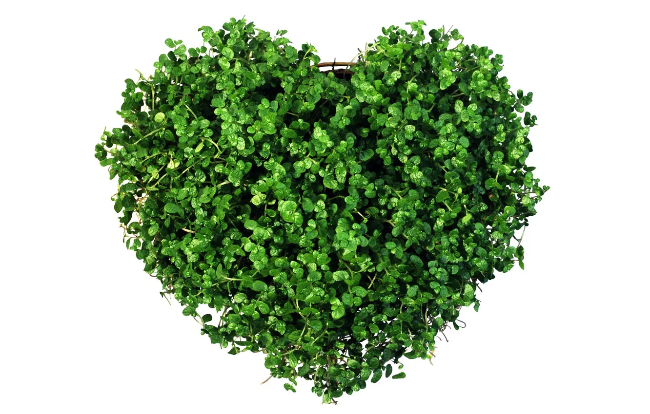 Photo wallpaper greens, white, grass, background, heart, form