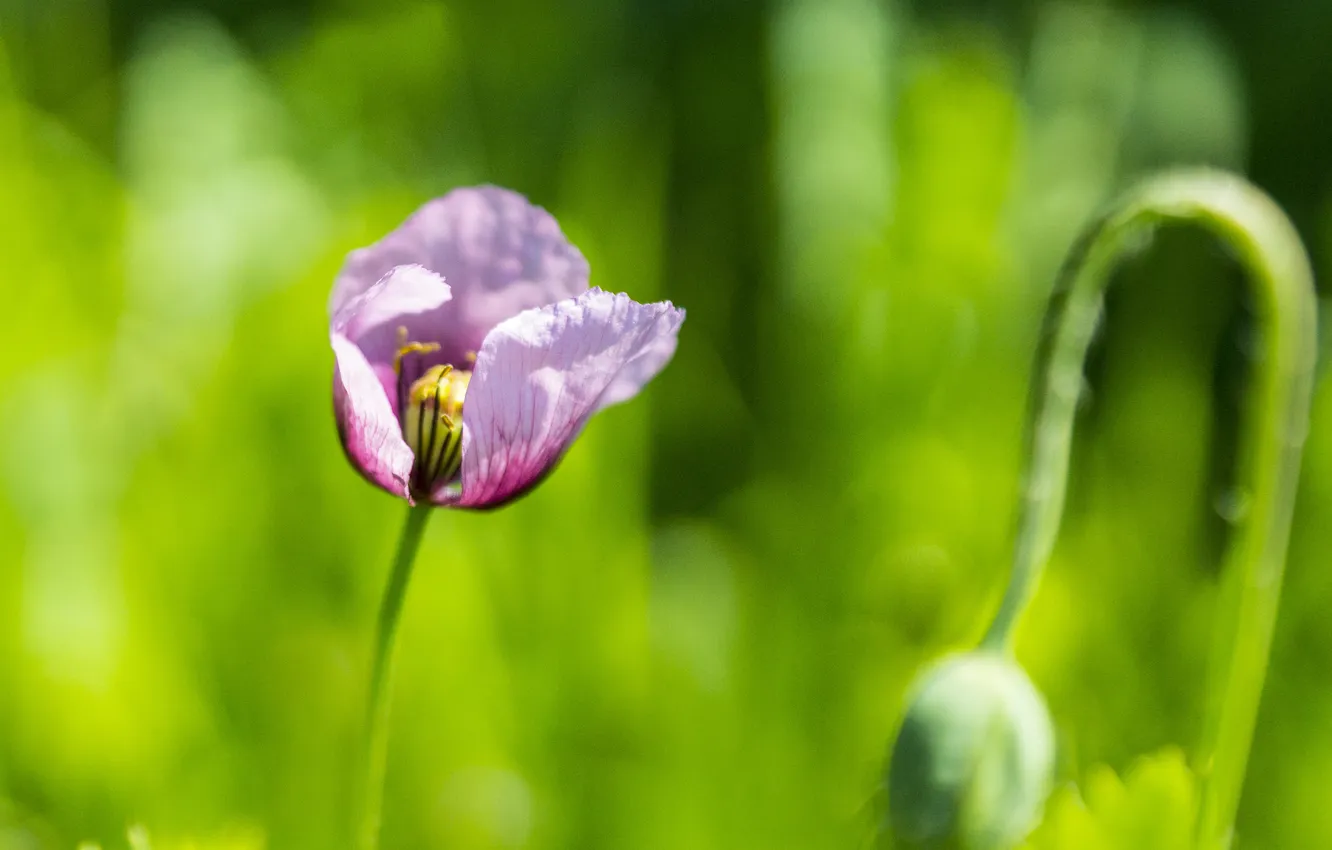 Photo wallpaper flowers, petals, pink