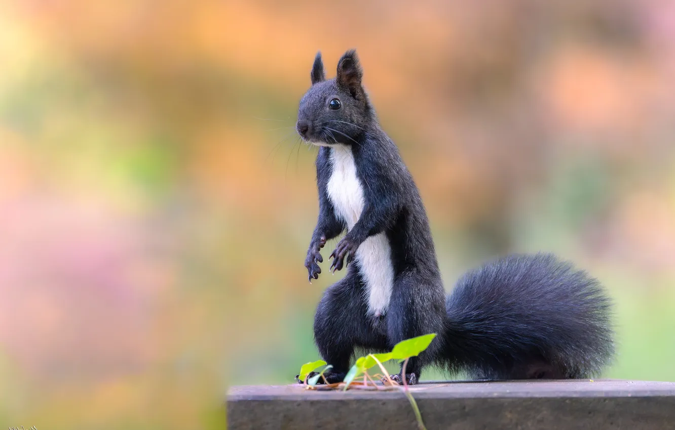Photo wallpaper look, pose, black, legs, protein, tail, stand, bokeh