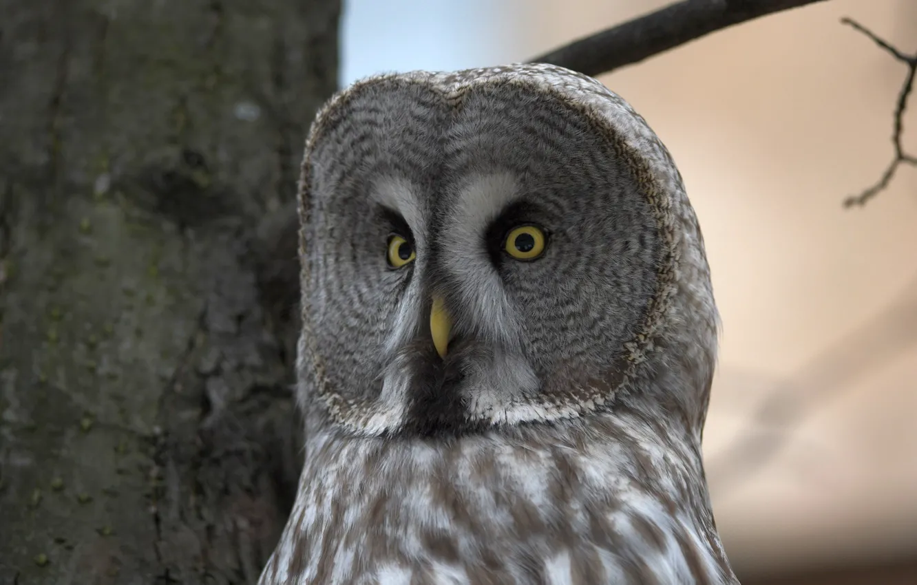 Photo wallpaper the sky, look, the trunk of the tree, Great grey owl (Strix nebulosa)