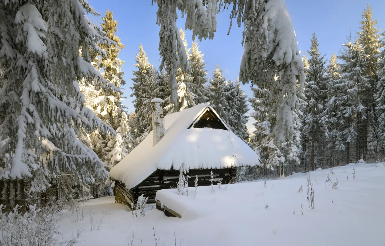 Photo wallpaper winter, forest, snow, trees, home