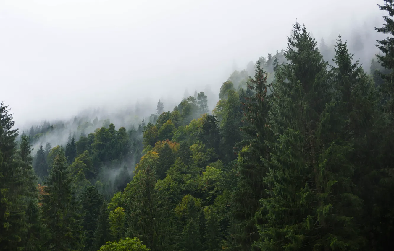 Photo wallpaper forest, the sky, trees, nature, fog, Germany