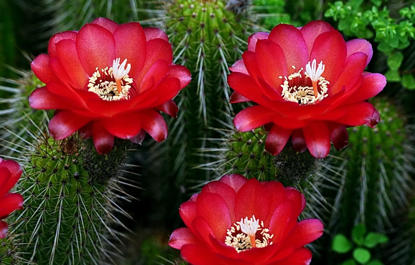 Photo wallpaper flowers, needles, cactus
