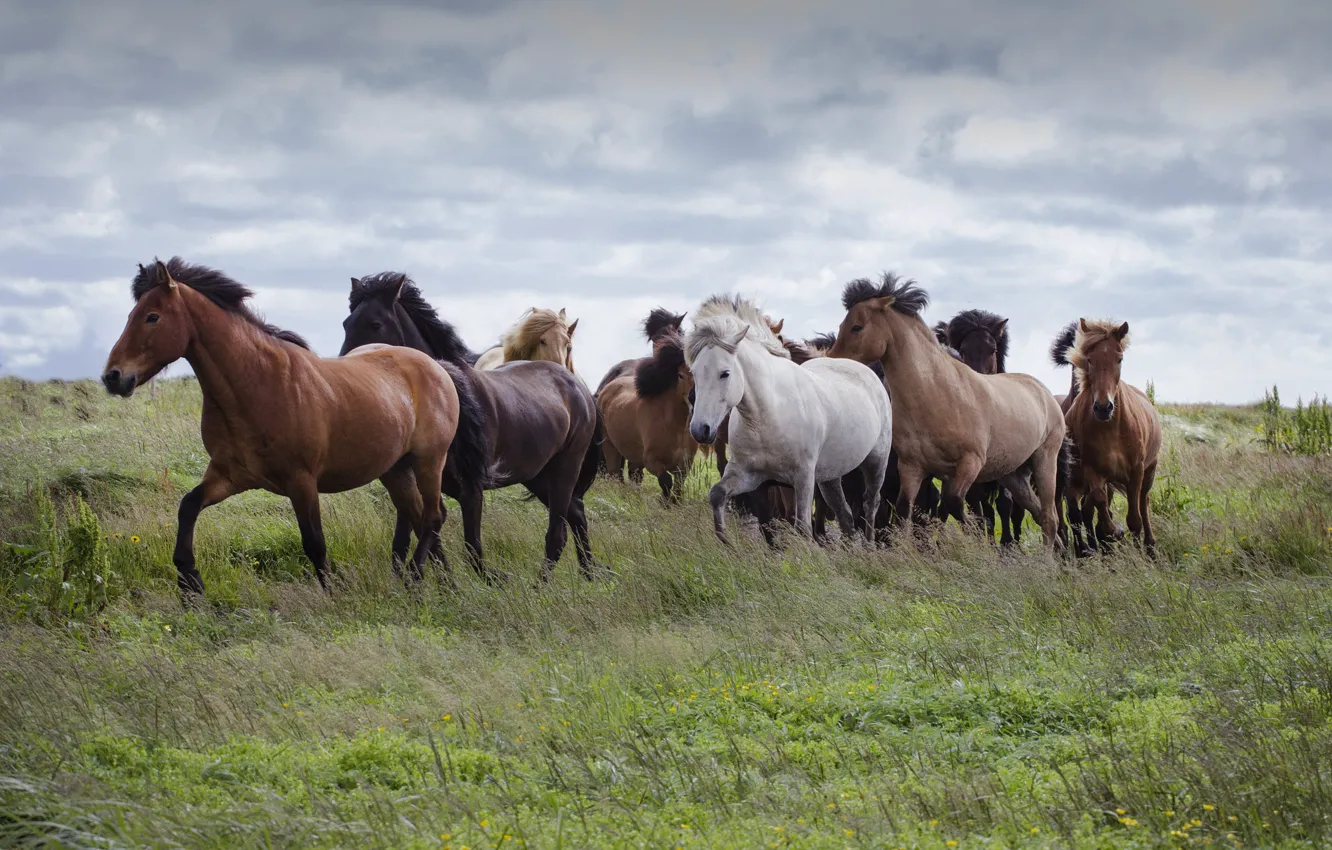 Photo wallpaper field, the sky, grass, clouds, horse, horse, pasture, a lot