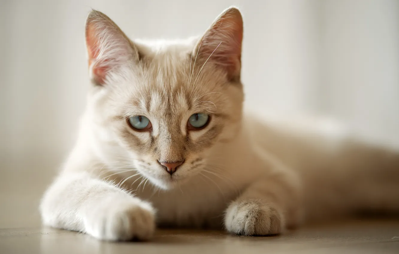 Photo wallpaper cat, look, legs, muzzle, blue eyes, cat