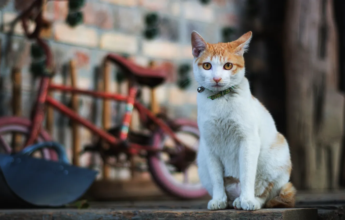 Photo wallpaper cat, cat, look, bike, pose, background, wall, Board