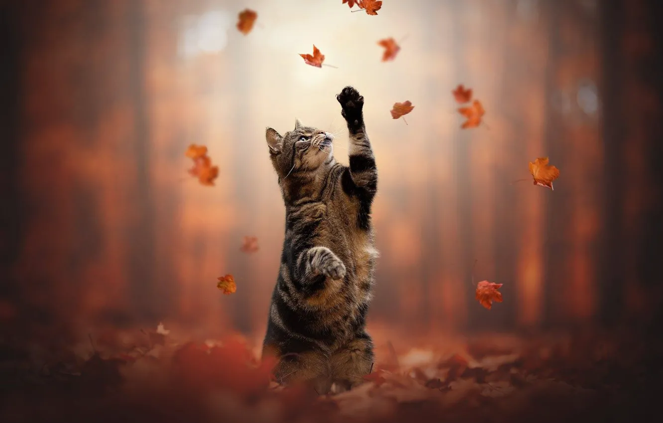 Photo wallpaper autumn, cat, cat, leaves, legs, stand, cat