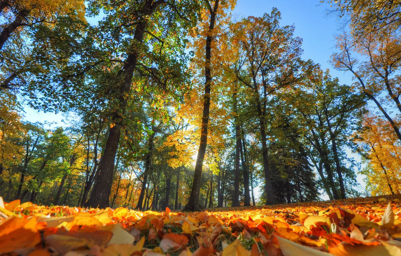Photo wallpaper autumn, forest, leaves, trees, Park