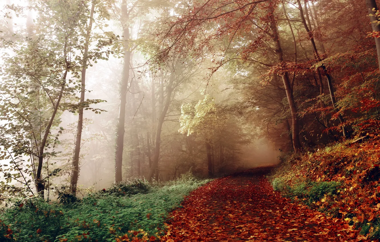 Photo wallpaper autumn, forest, fog, path