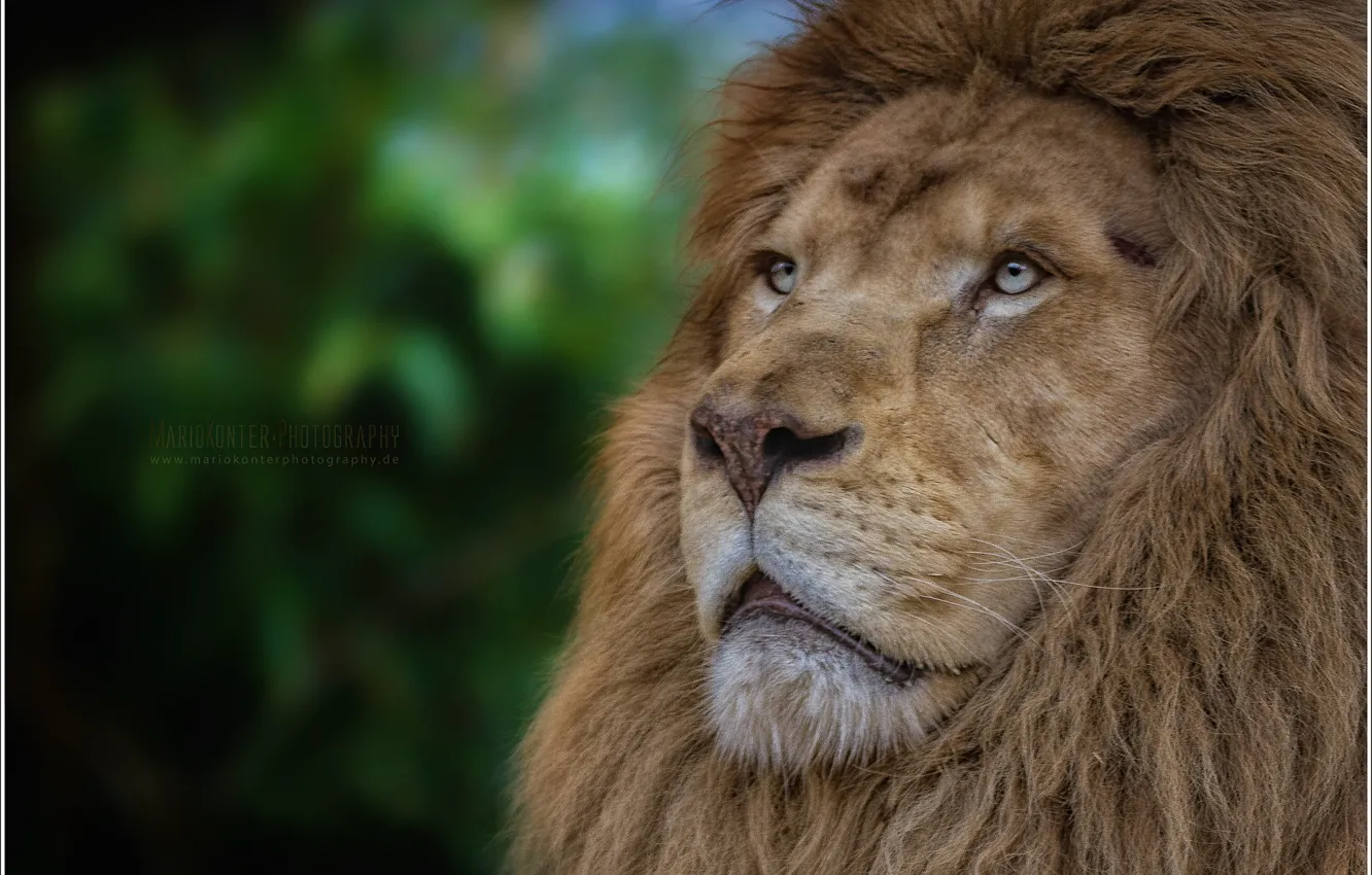 Photo wallpaper animals, lion, zoo, wildlife, white lion