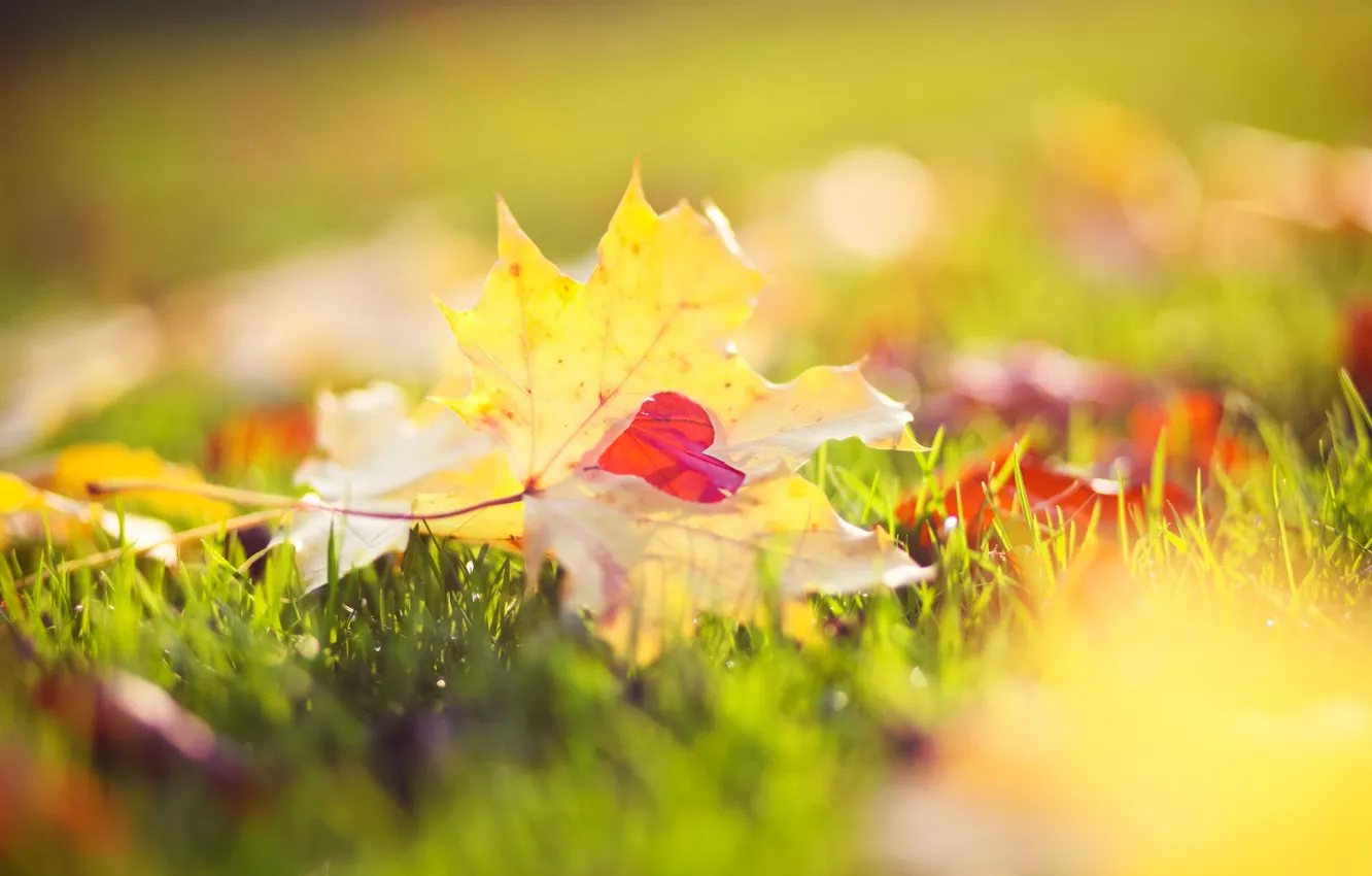 Photo wallpaper autumn, grass, macro, light, nature, yellow, Leaves, heart