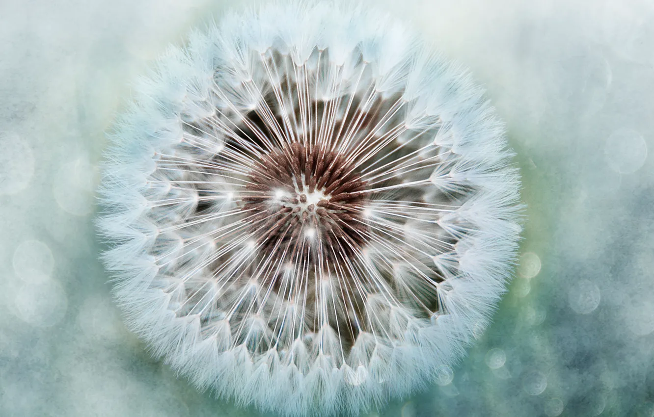 Photo wallpaper dandelion, round, fuzzes
