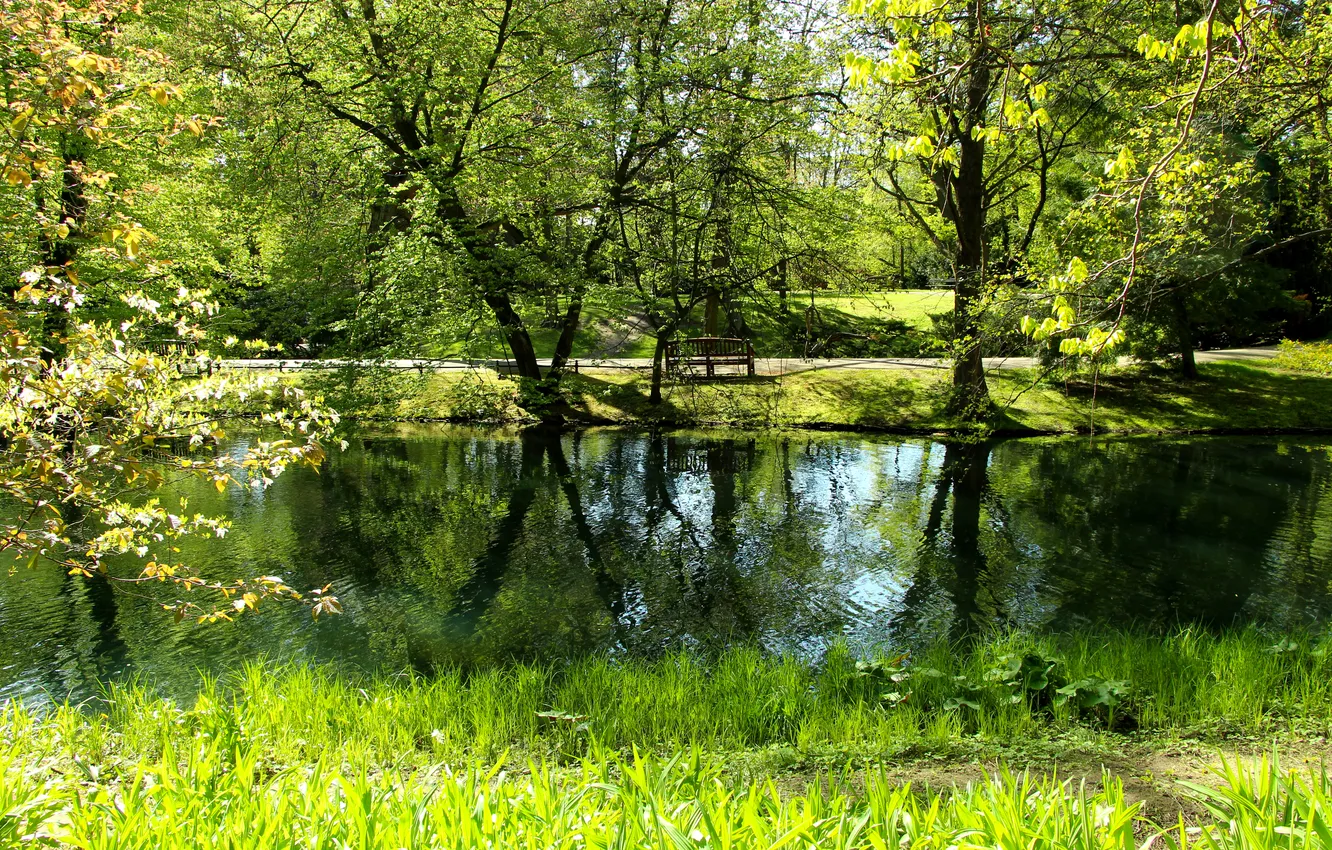 Photo wallpaper trees, water, park, spring, pond