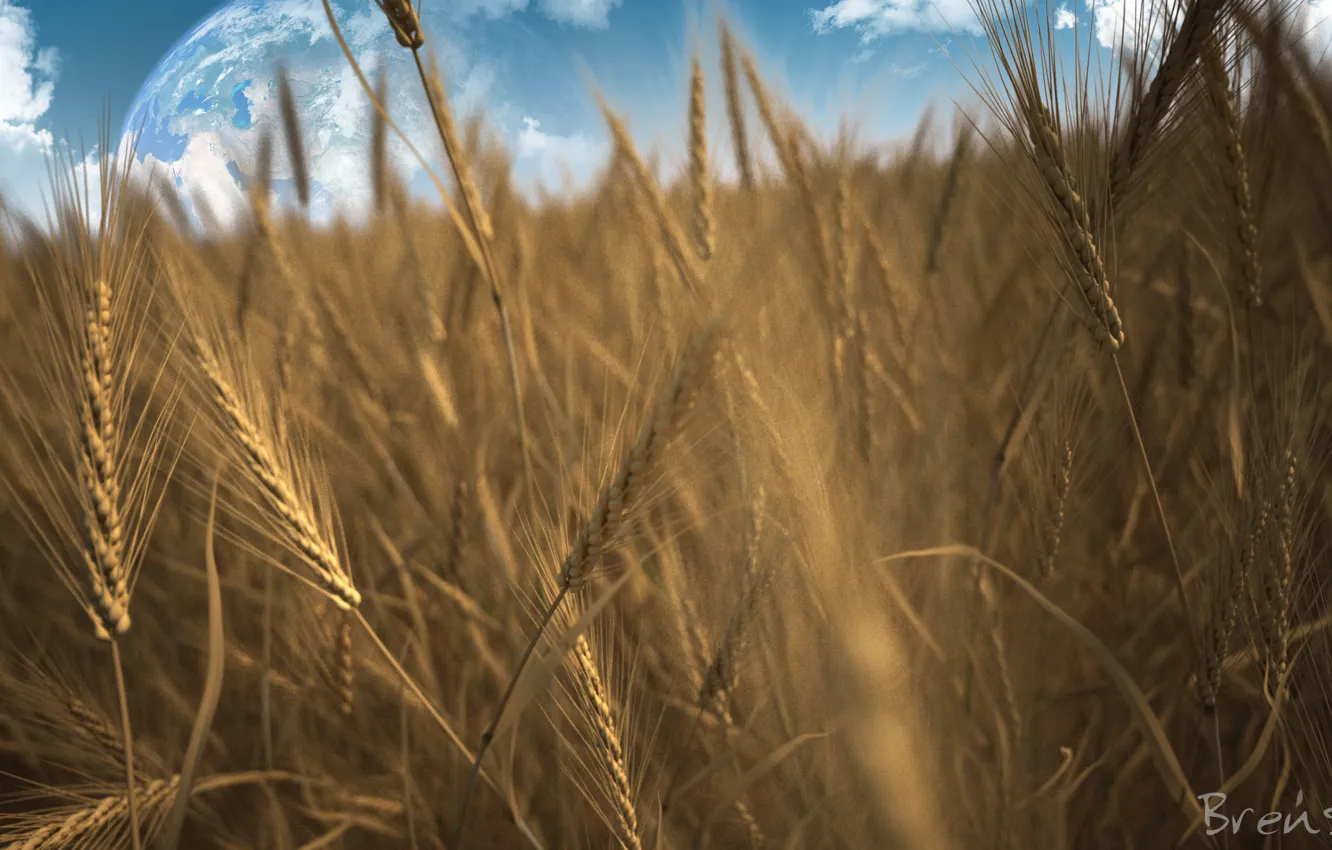 Photo wallpaper field, rye, planet, spikelets, cereals