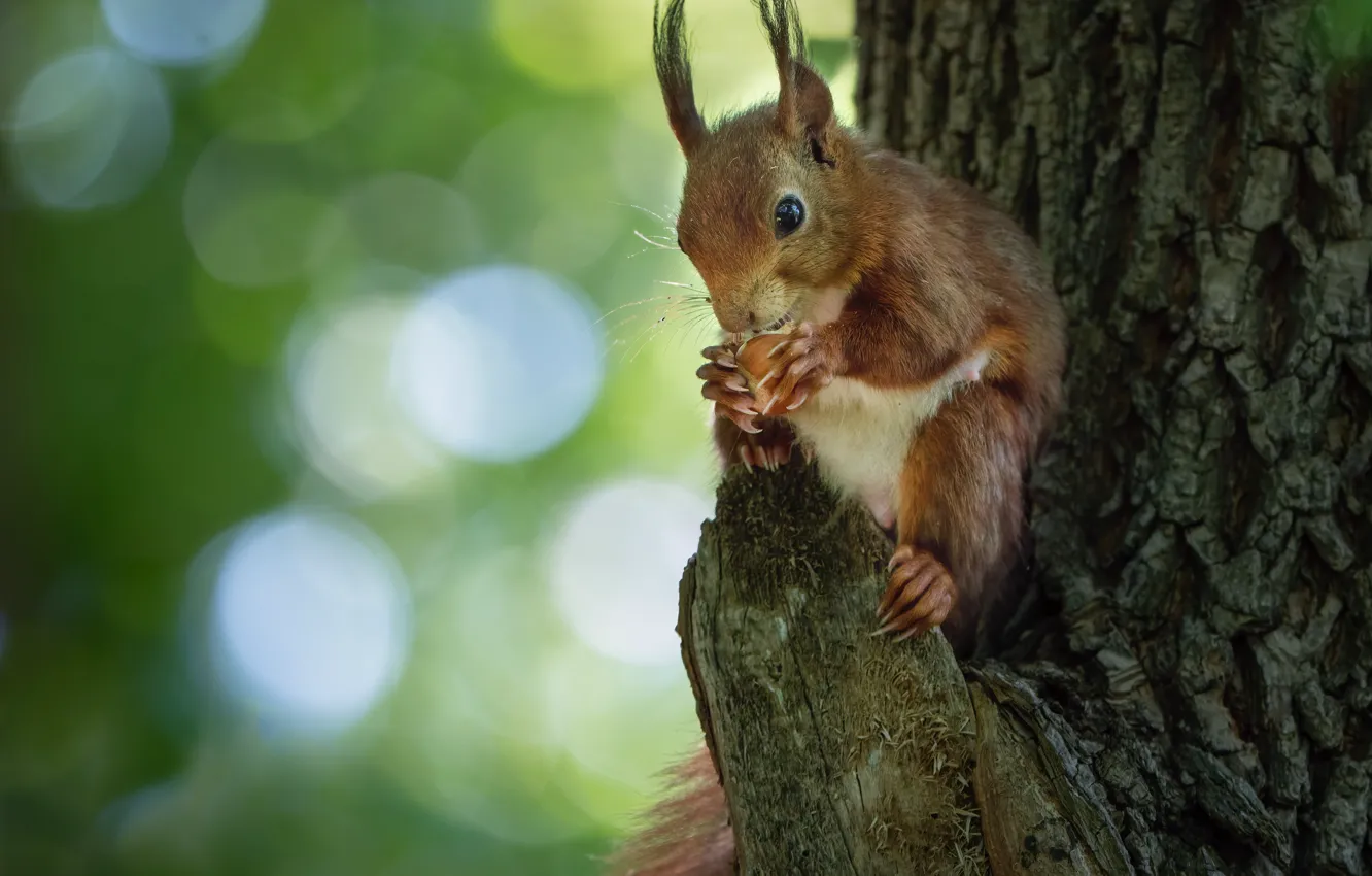 Photo wallpaper nature, tree, animal, walnut, protein, trunk, bokeh, animal