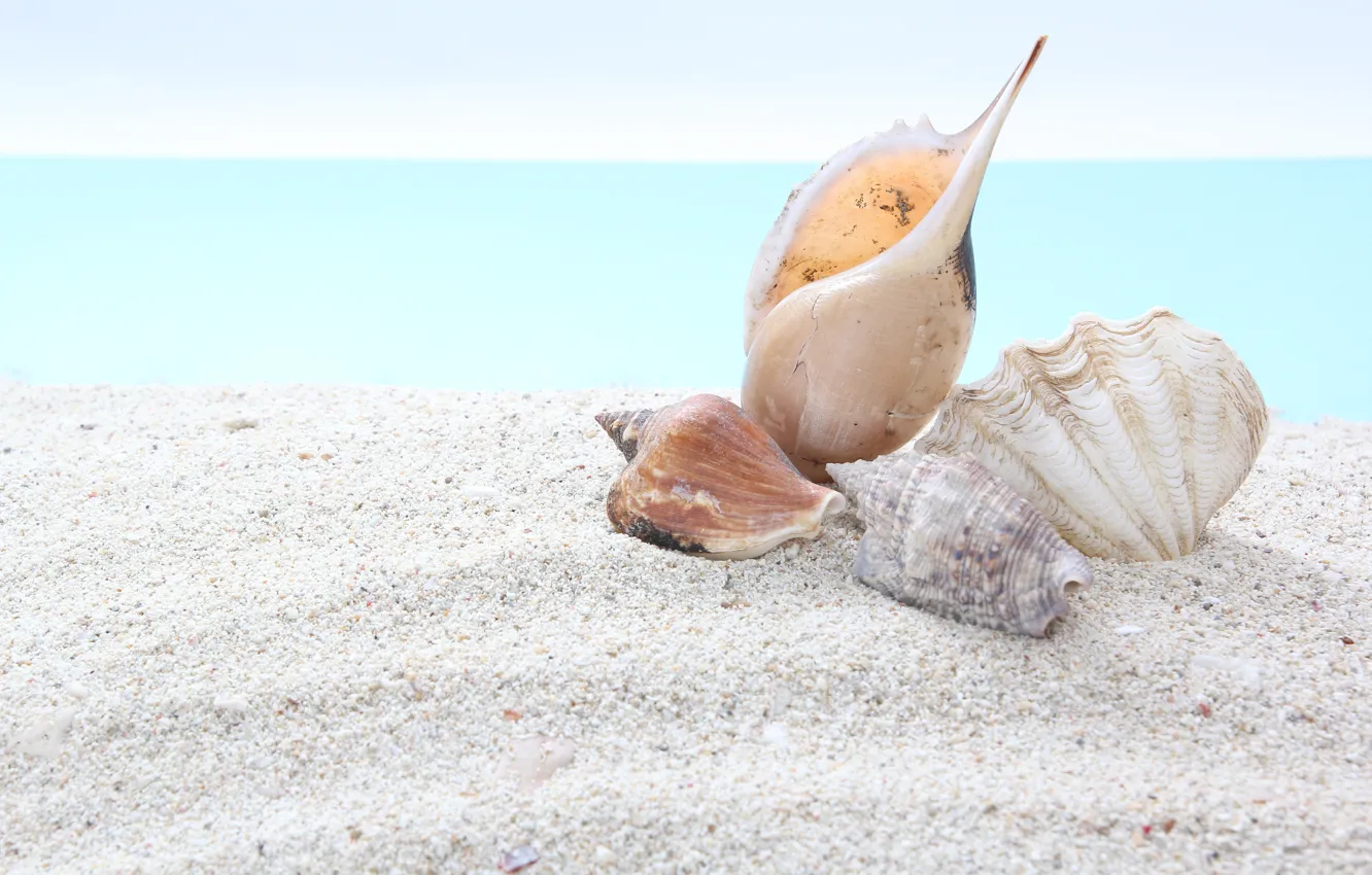 Photo wallpaper sand, sea, nature, shell