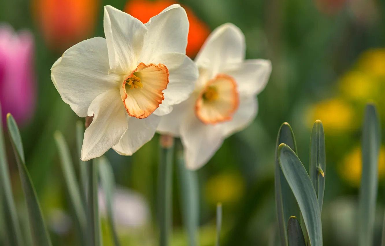 Photo wallpaper flowers, nature, spring, a couple, daffodils