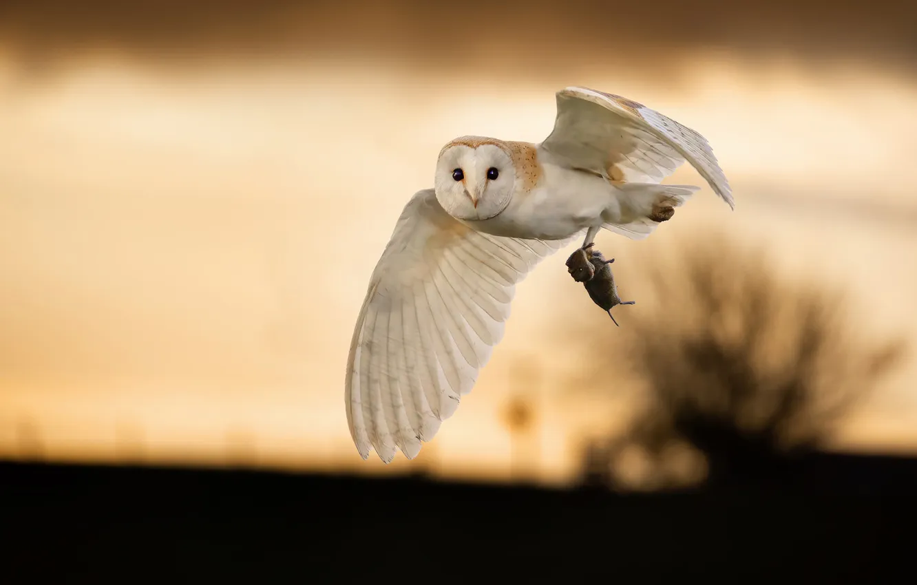 Photo wallpaper flight, owl, bird, the evening, rat, mining, the barn owl, rodent