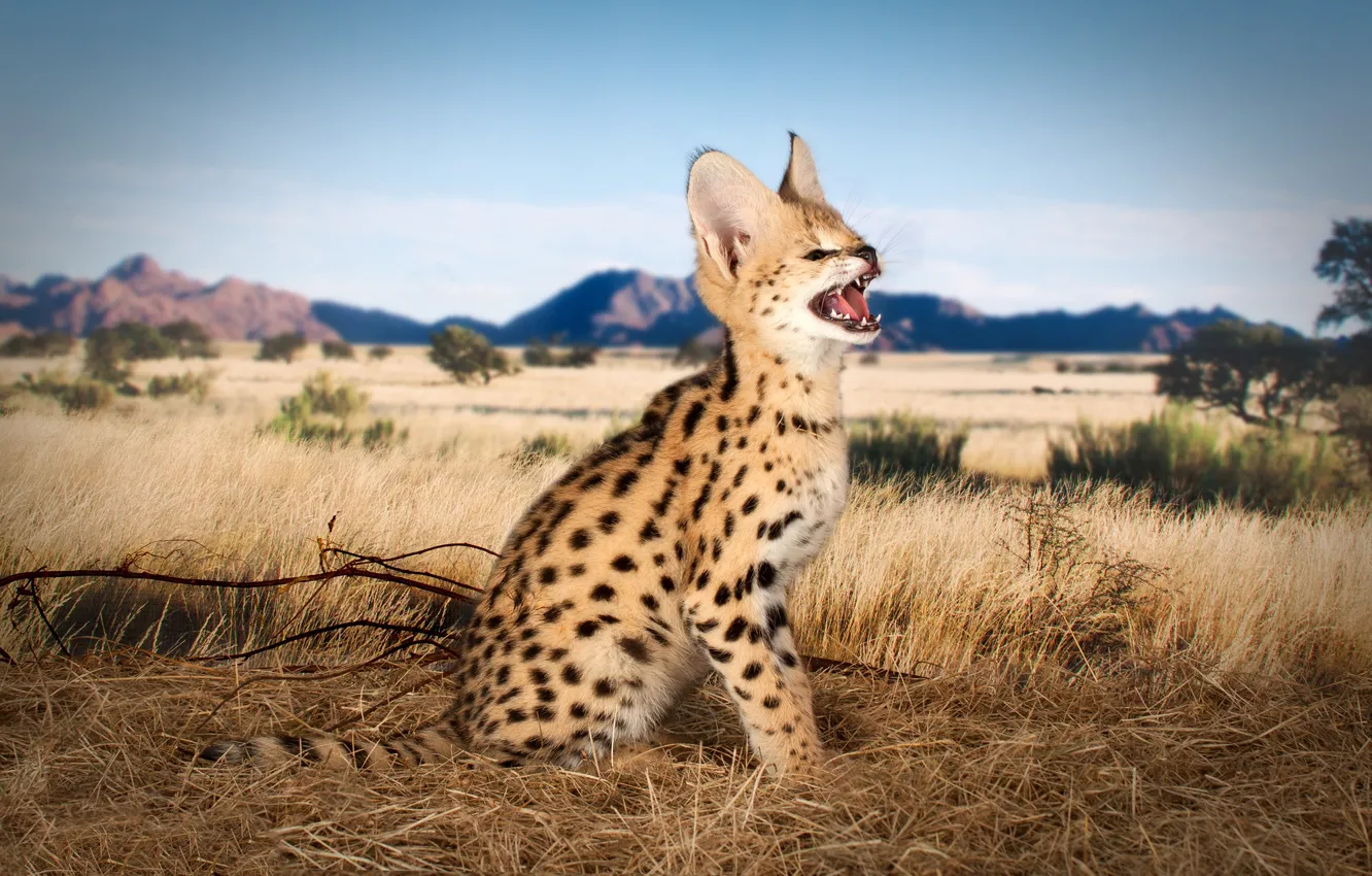 Photo wallpaper field, the sky, mountains, branches, nature, hills, mouth, grin