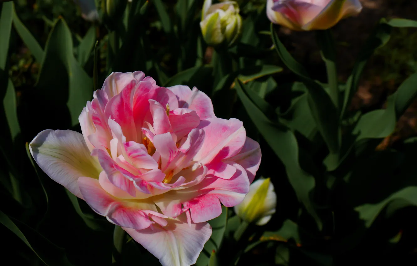 Photo wallpaper light, flowers, heat, bright, spring, tulips, pink, buds