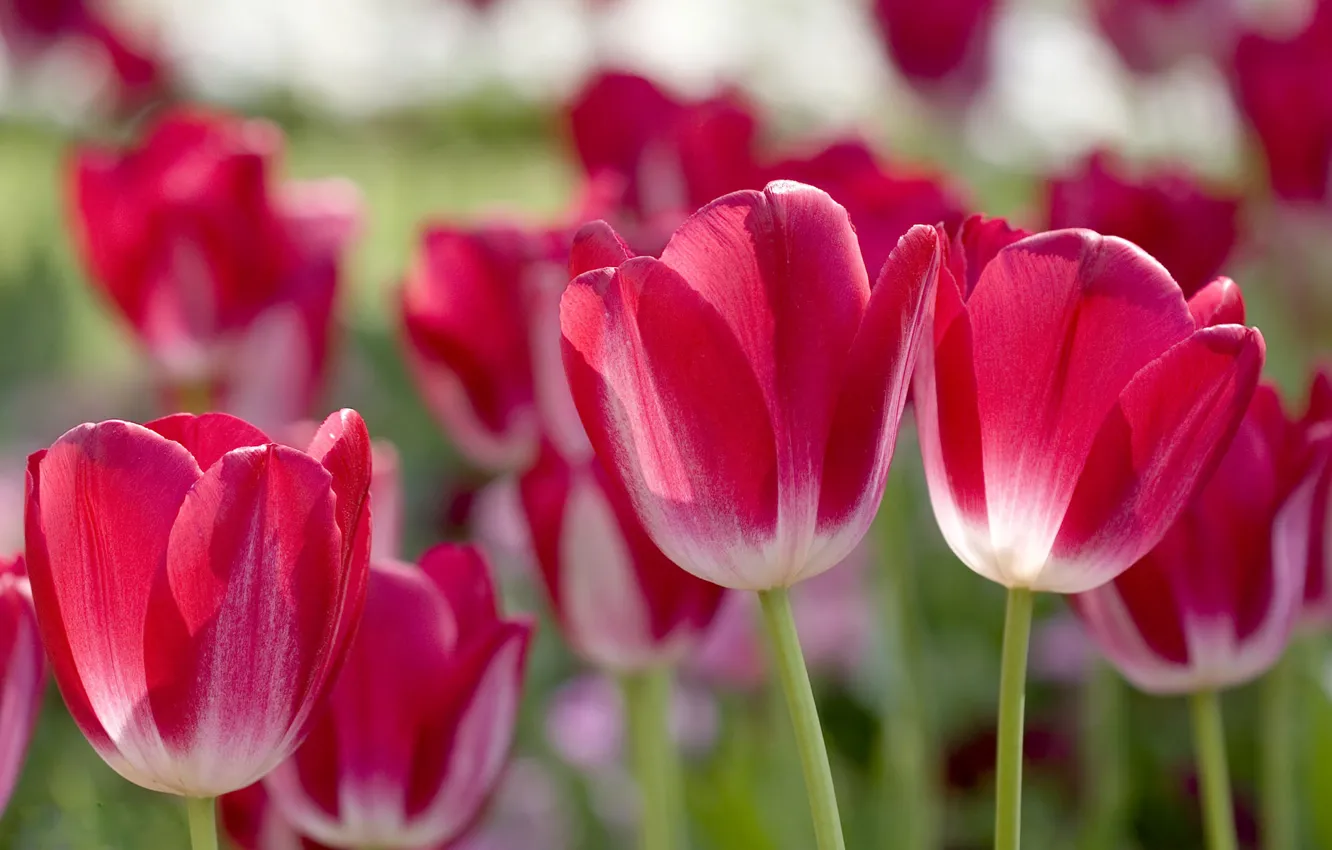 Photo wallpaper petals, blur, tulips, pink