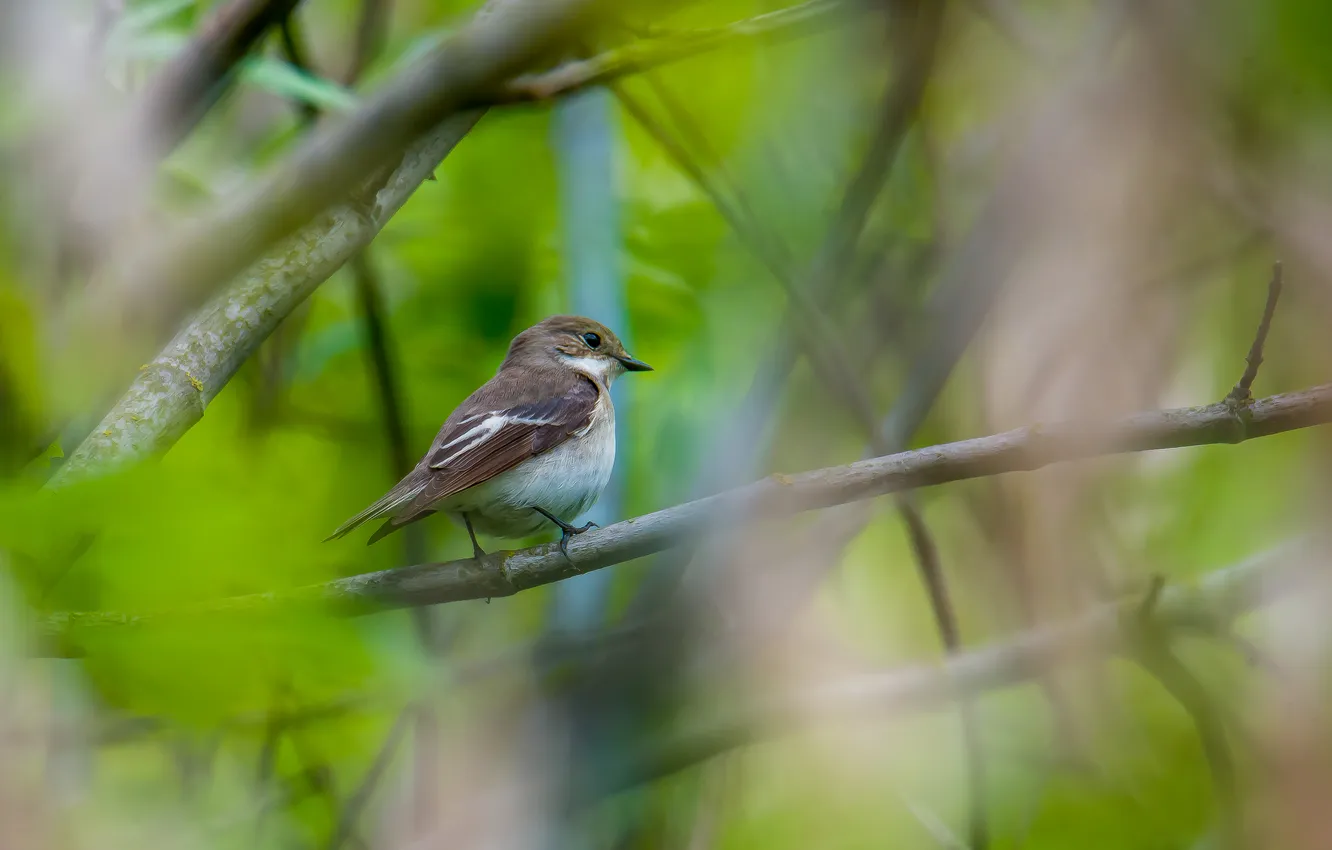Photo wallpaper nature, bird, spring, Flycatcher, photohunt