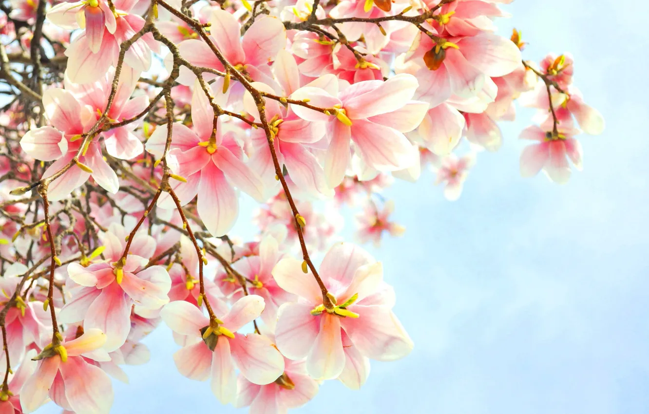 Photo wallpaper flowers, branch, pink, Magnolia