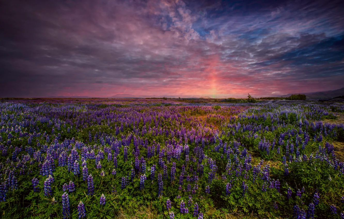 Photo wallpaper field, the sky, sunset, flowers, the evening, lupins, South Iceland