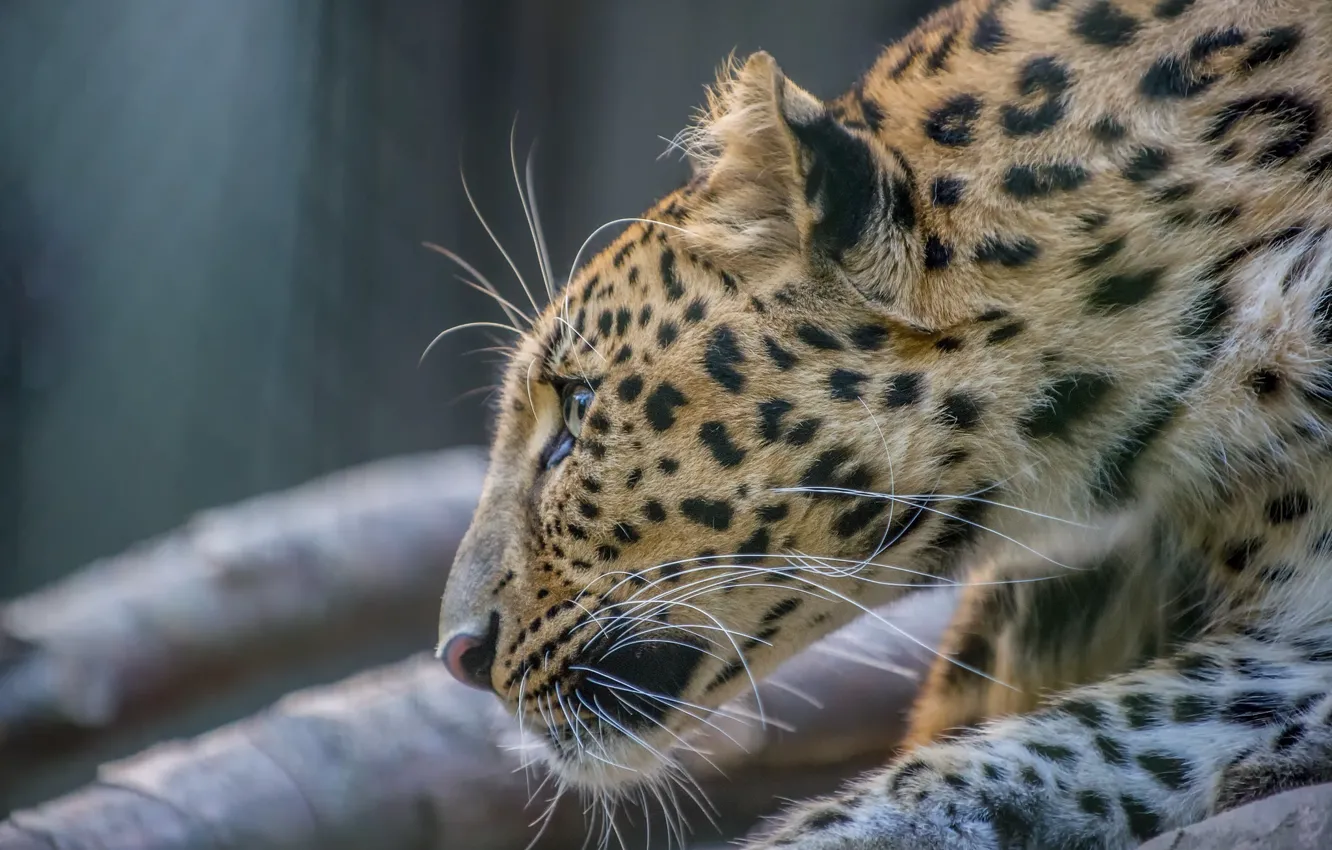 Photo wallpaper face, predator, profile, fur, wild cat, zoo, the Amur leopard, the far Eastern leopard
