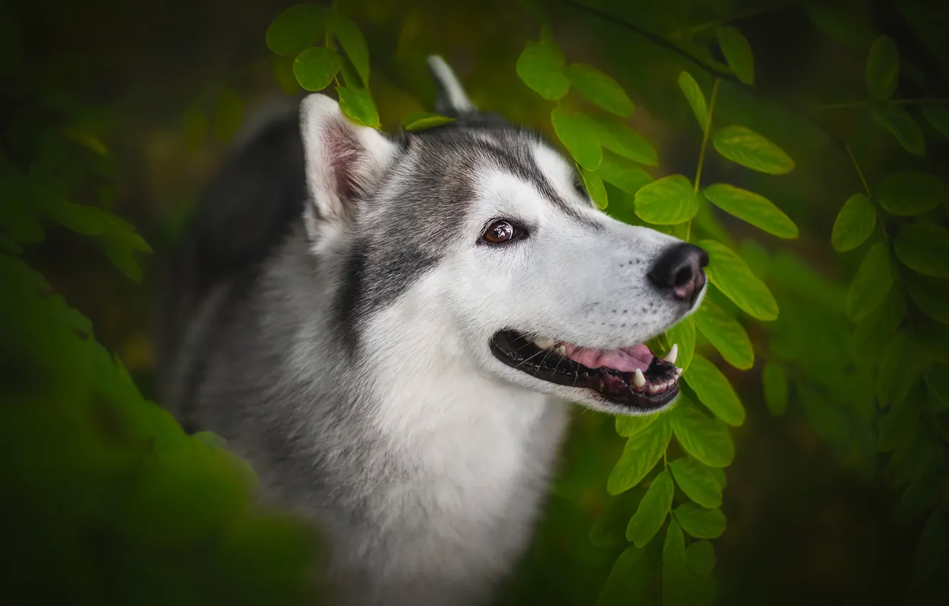 Photo wallpaper face, leaves, dog, Husky, Anna Vilkhovaya