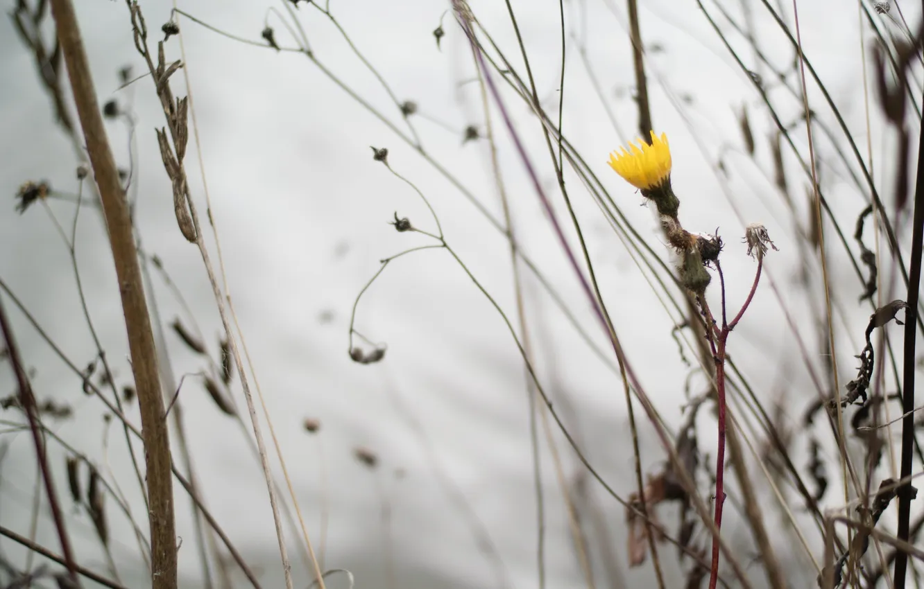 Photo wallpaper autumn, flowers, nature