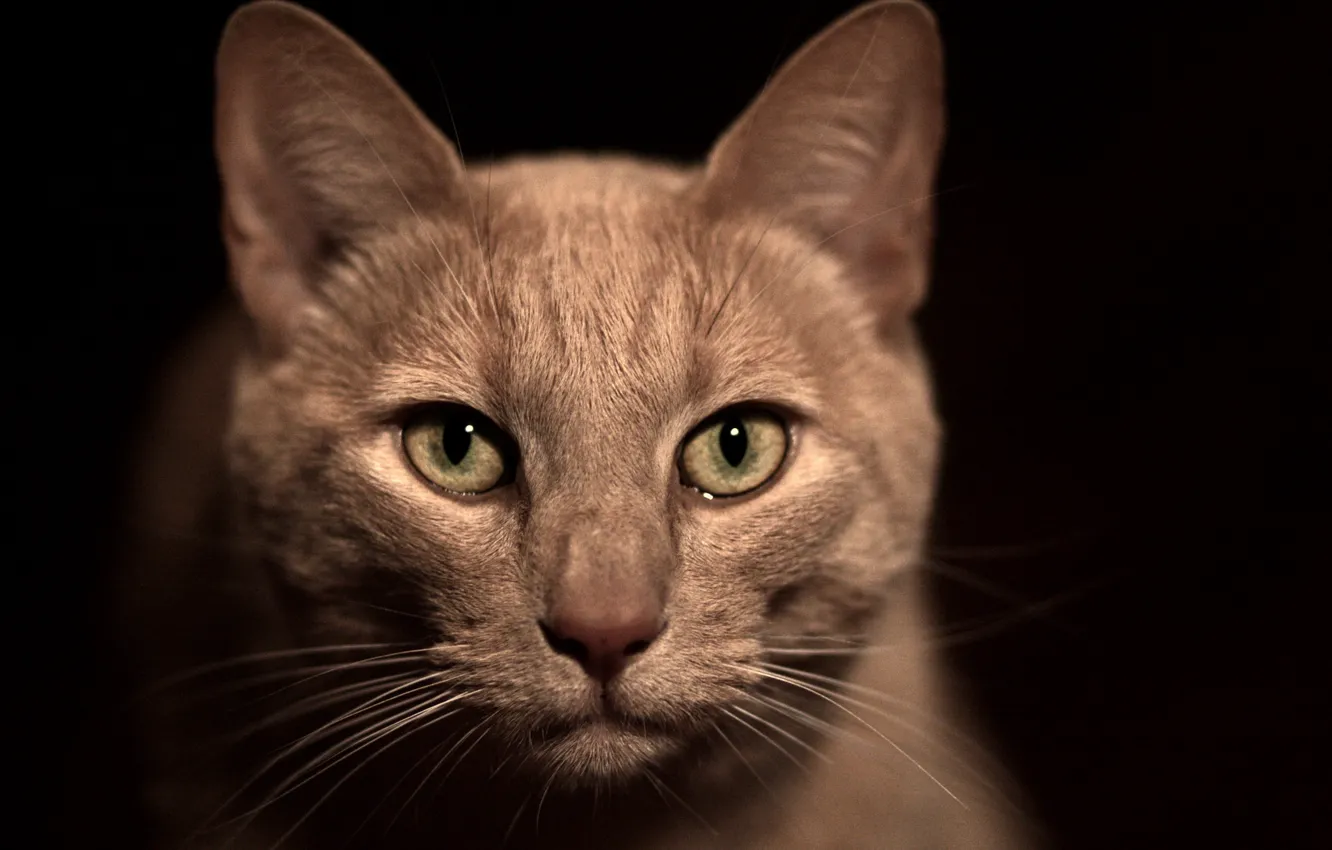 Photo wallpaper cat, mustache, face, macro, nose, black background, beige, green eyes