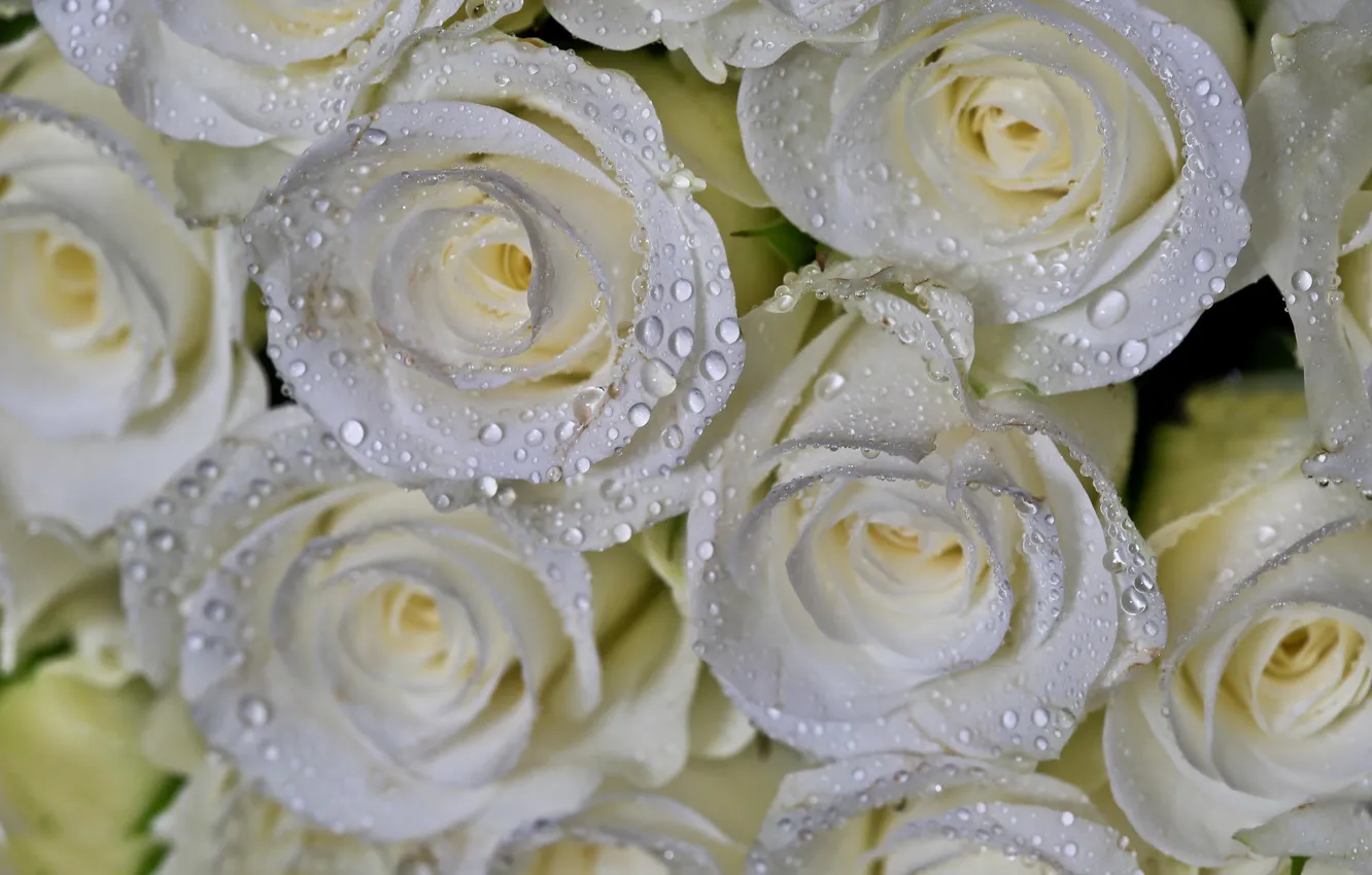 Photo wallpaper drops, macro, roses, bouquet