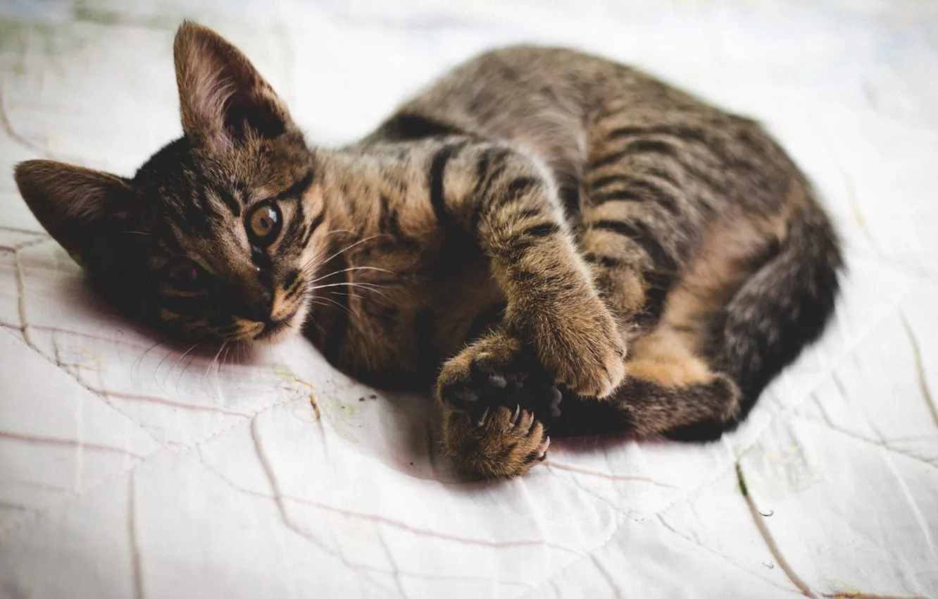 Photo wallpaper cat, kitty, pet