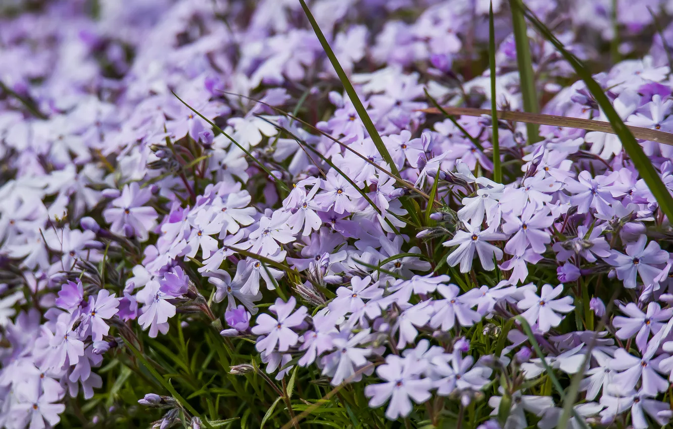 Photo wallpaper flowers, nature, spring, cottage, Phlox
