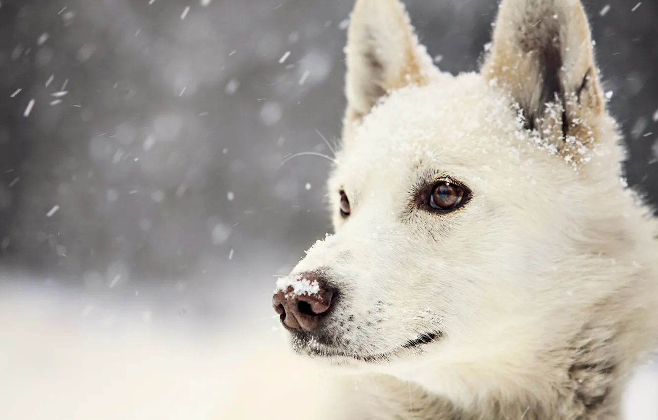 Photo wallpaper winter, look, snow, dog, Dog, winter, view, snow