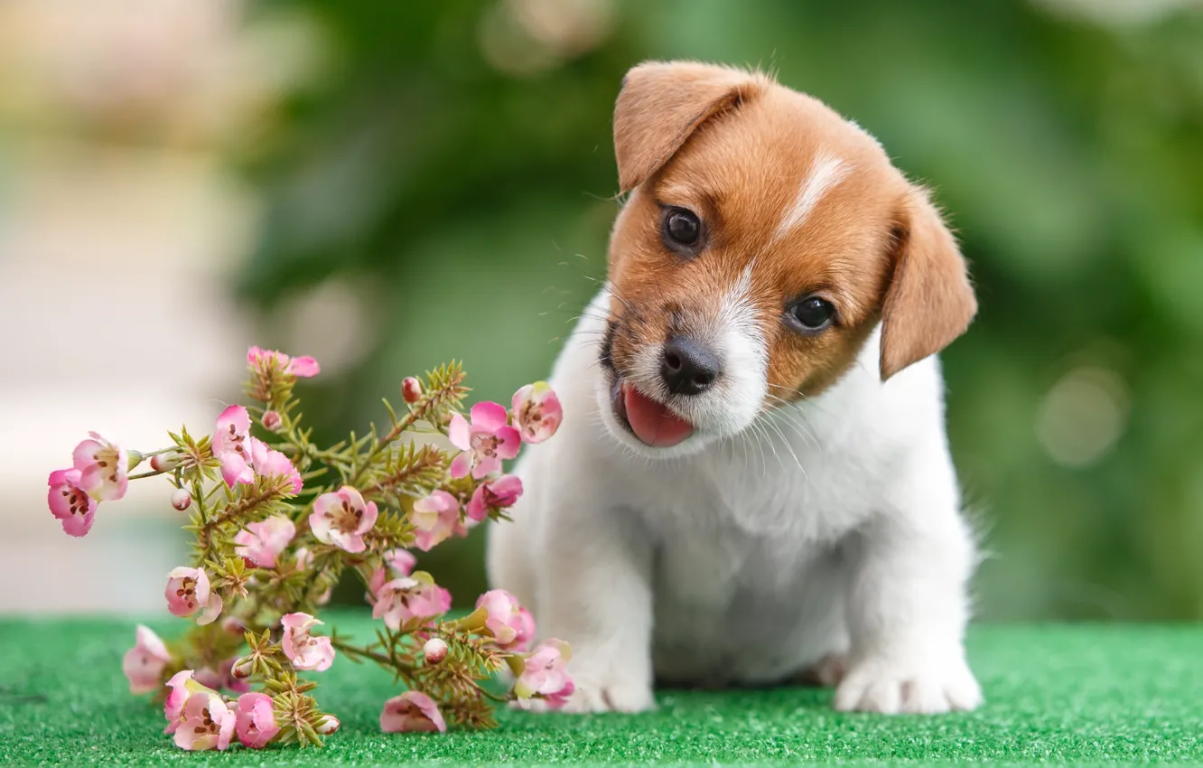 Photo wallpaper flowers, puppy, Jack Russell Terrier