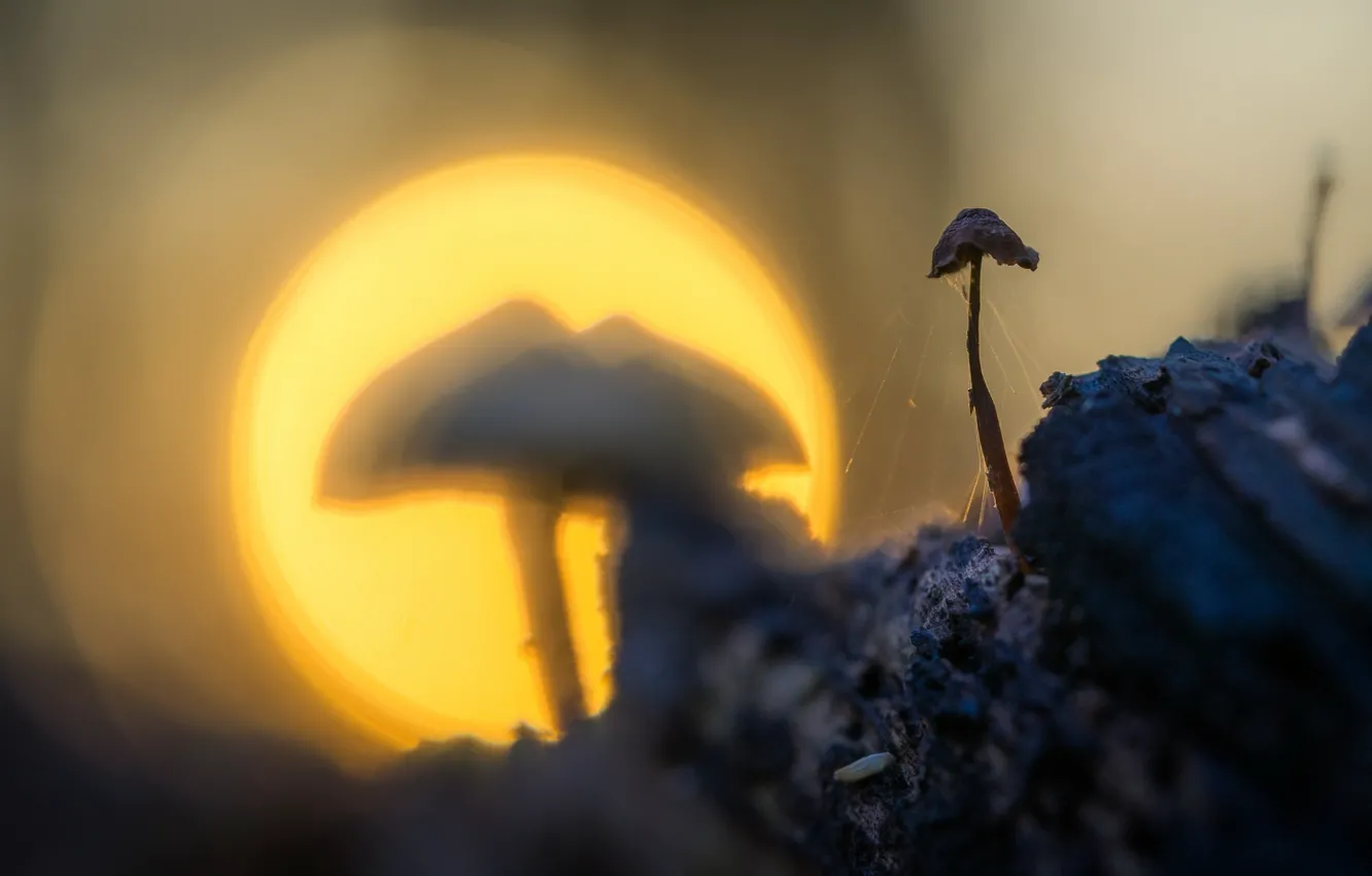 Photo wallpaper light, nature, mushroom