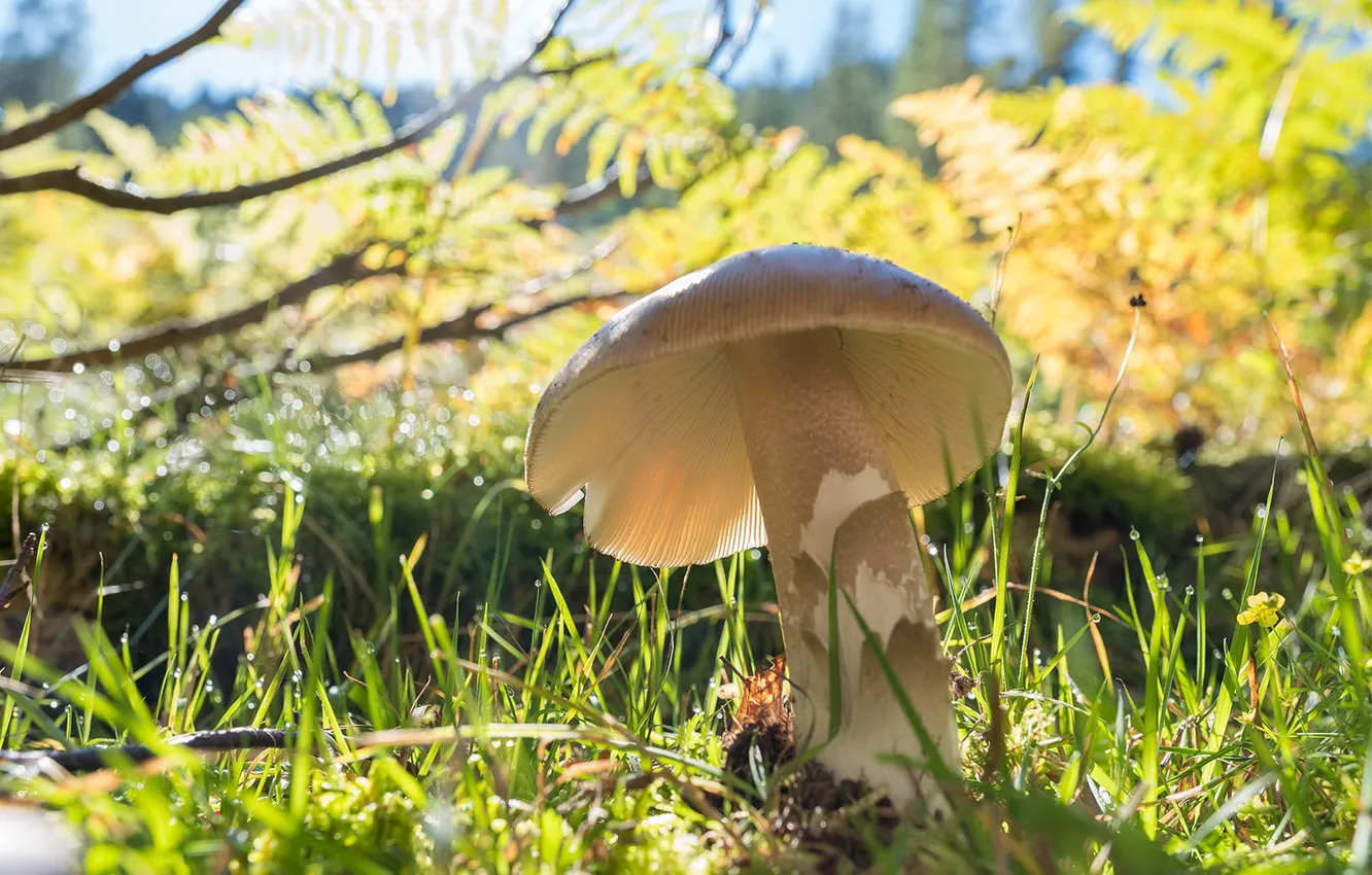 Photo wallpaper grass, light, branches, mushrooms, bokeh