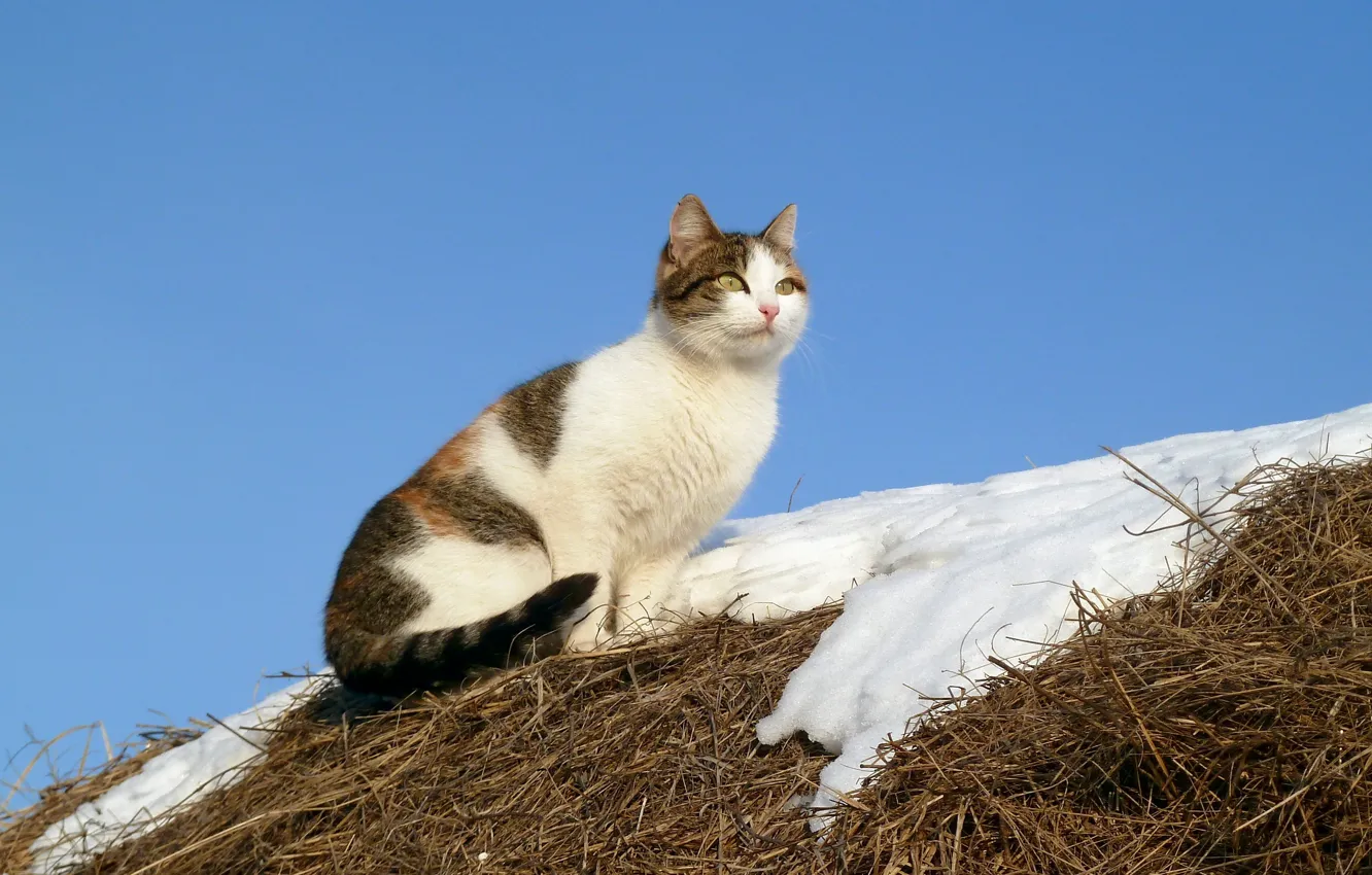 Photo wallpaper cat, snow, nature