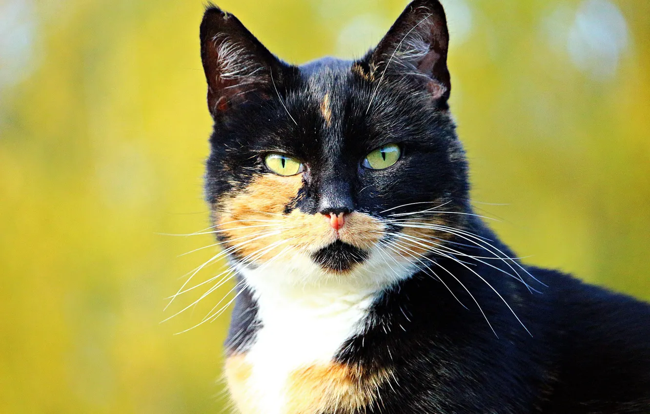 Photo wallpaper cat, blurred background, tri-color