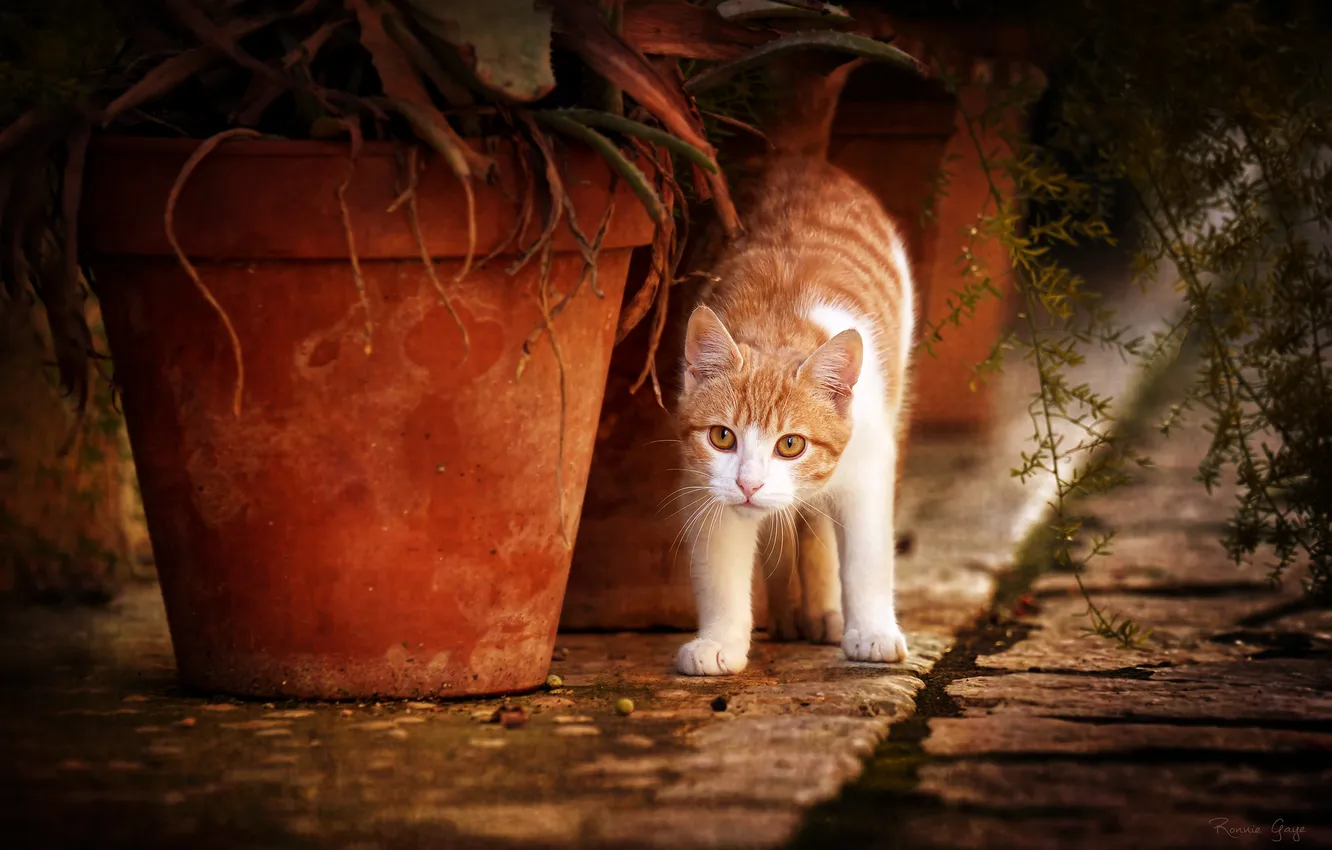 Photo wallpaper cat, cat, look, red, the barrel