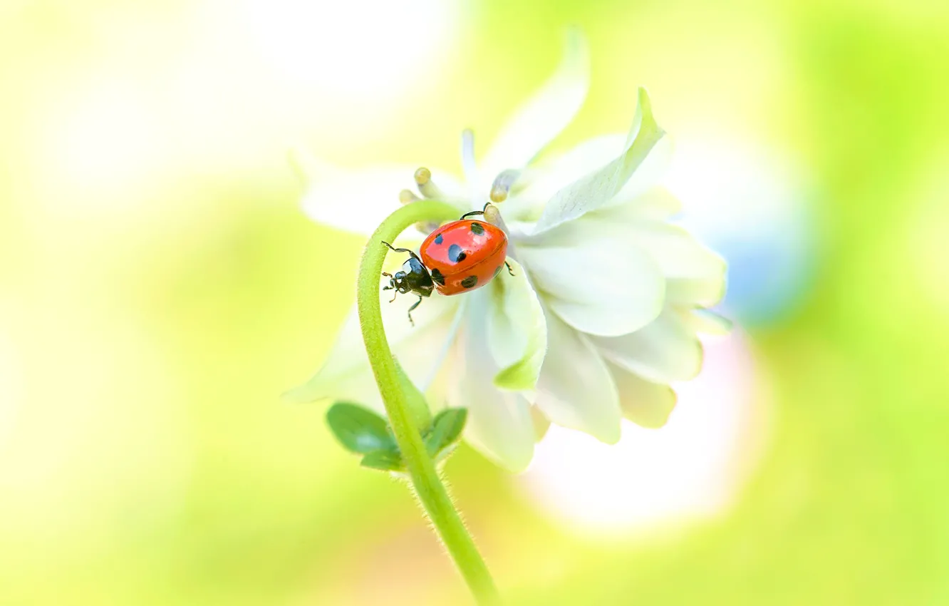 Photo wallpaper white, flower, macro, yellow, red, background, ladybug, beetle