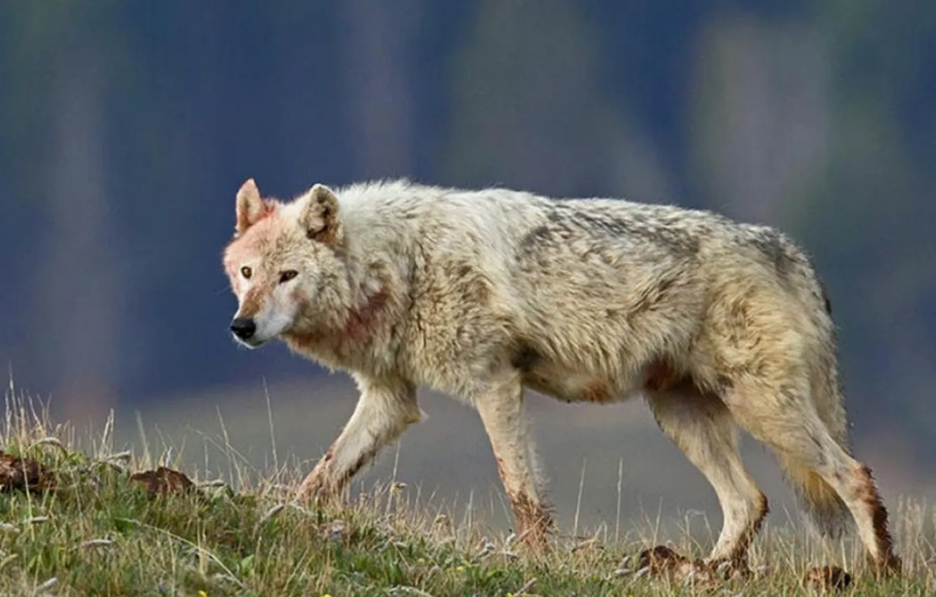 Photo wallpaper Predator, nature, animal, wolf, wildlife, portrait, portrait., Canis lupus. face