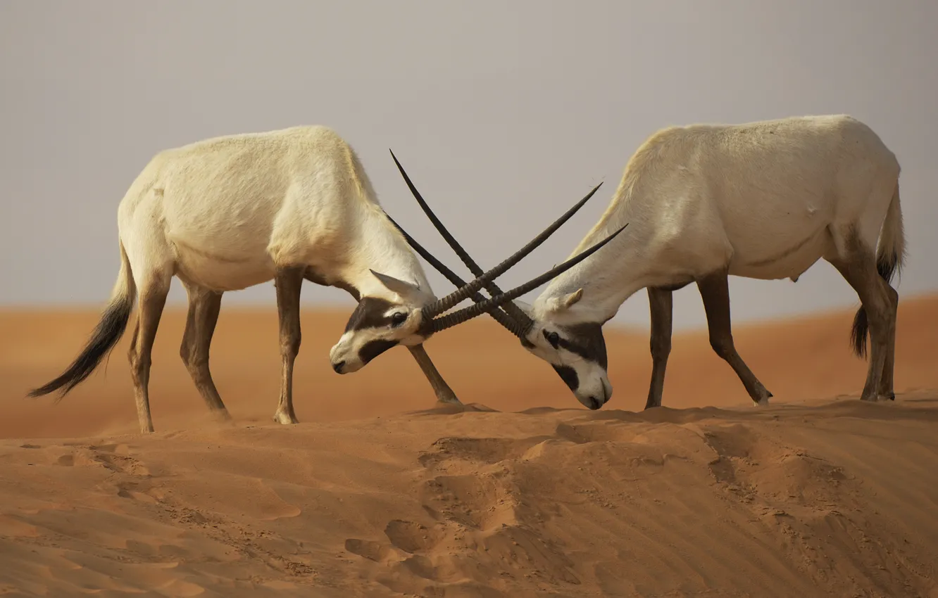 Photo wallpaper sand, desert, the opposition, battle, battle, fight, The Arabian Oryx (Oryx leucoryx)