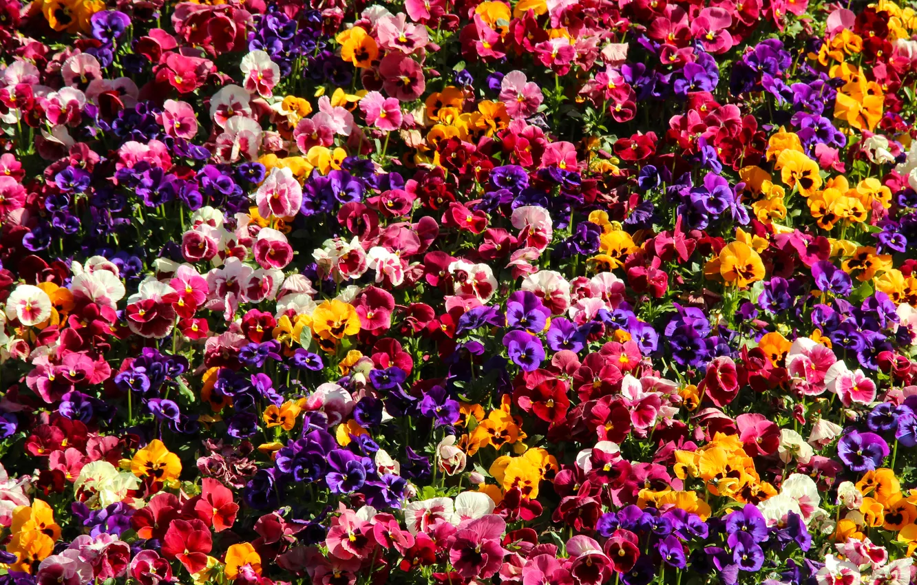 Photo wallpaper colorfull, blooming, Pansies