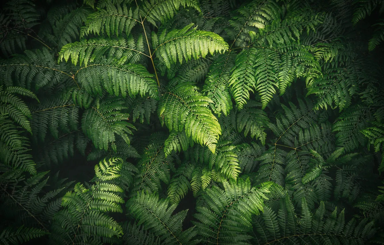 Photo wallpaper summer, nature, fern