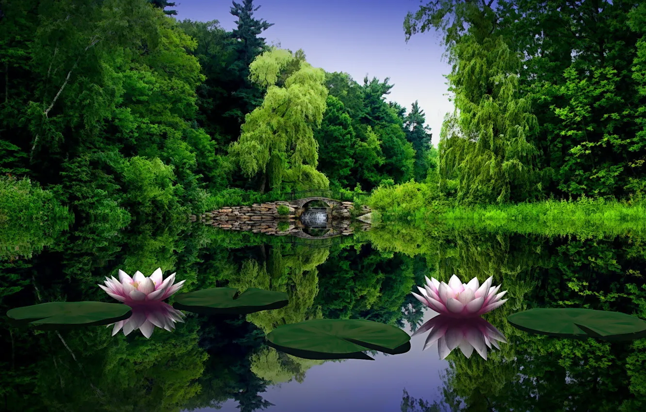 Photo wallpaper water, bridge, Pond, water lilies, willow
