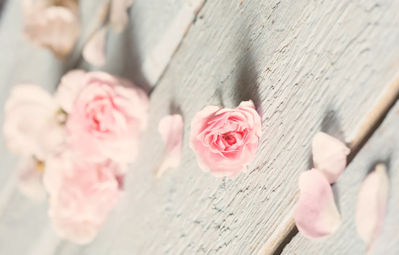 Photo wallpaper Board, rose, petals