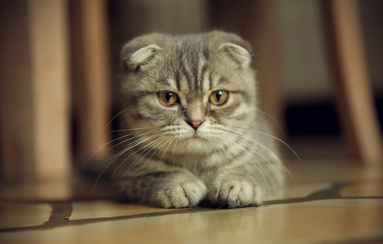 Photo wallpaper mustache, look, Scottish fold, Scottish fold